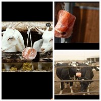 Animal lick salt